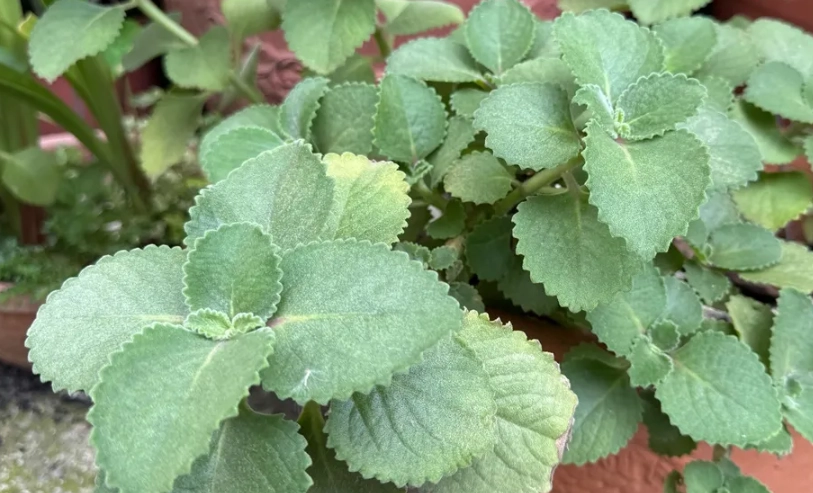 左手香治療香港腳