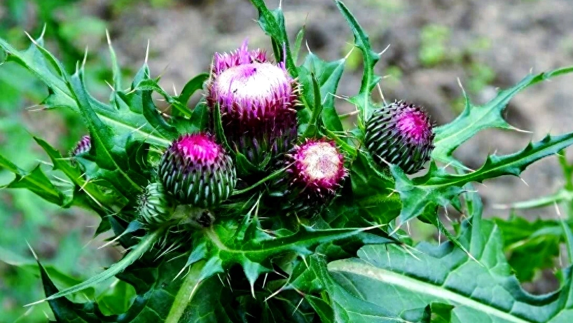 大蓟草使用方法