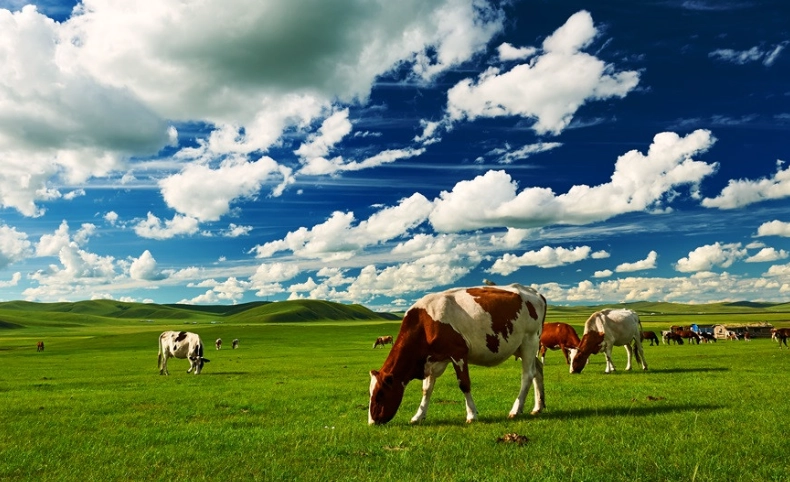 內蒙古草原旅遊