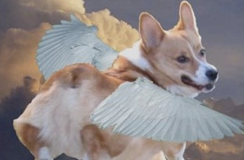 如何面对宠物死亡愧疚