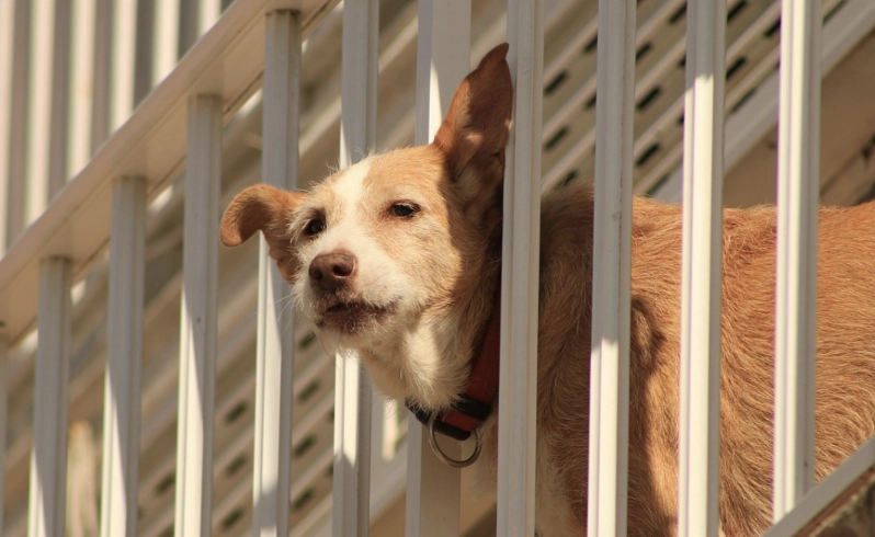 如何面对宠物死亡愧疚