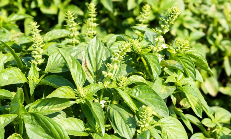 九層塔日照管理