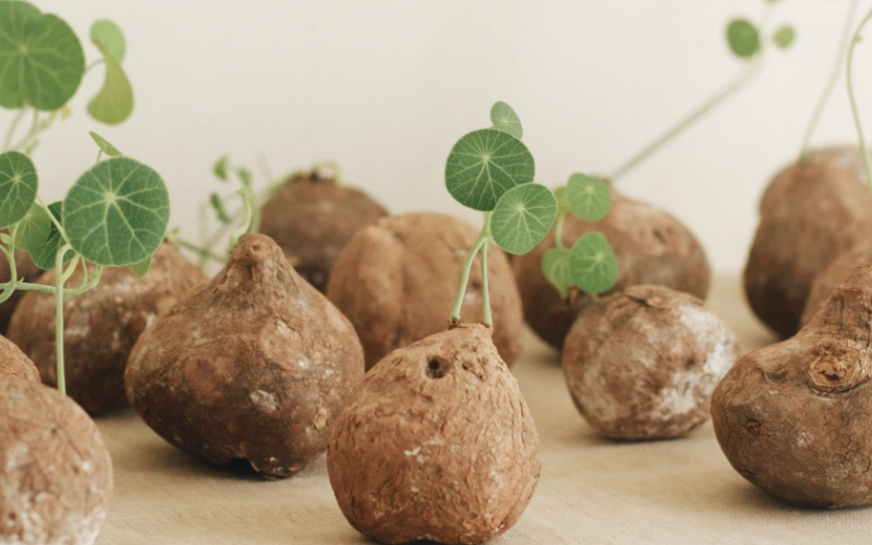 山烏龜塊根生長