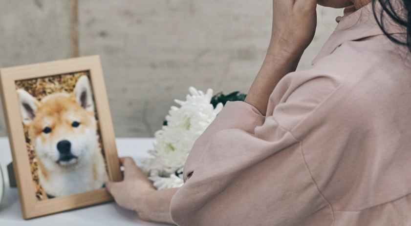 如何走出寵物離世傷痛