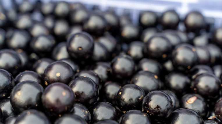 樹葡萄 葡萄 差異