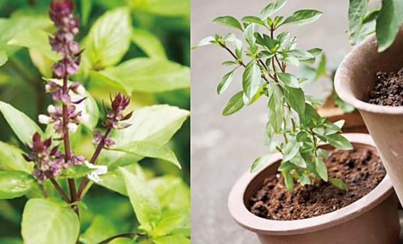 九層塔種植光照