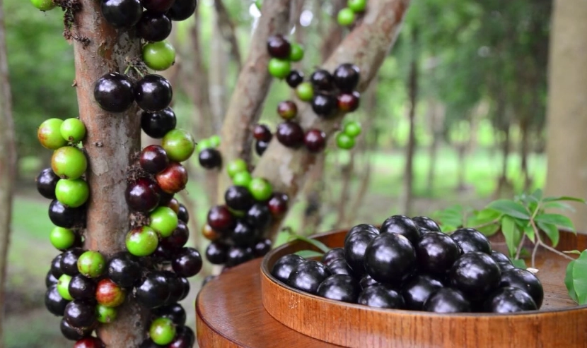 樹葡萄 葡萄 差異