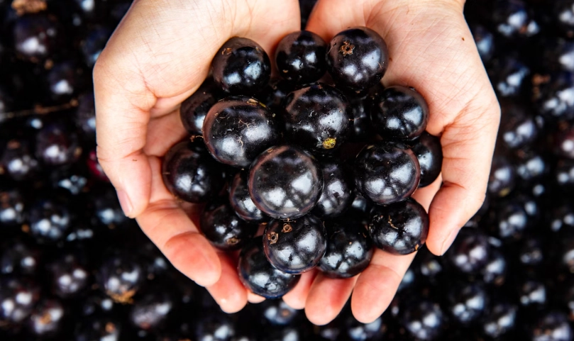 樹葡萄食用安全