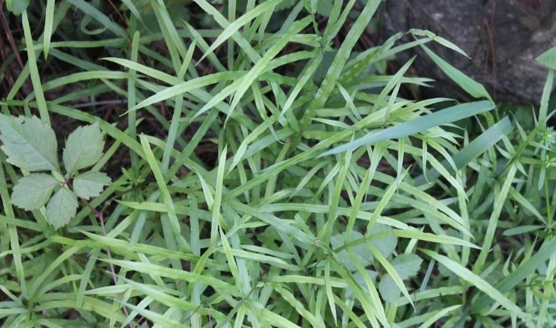 雞腳草使用方法