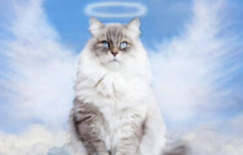 寵物喪葬注意事項