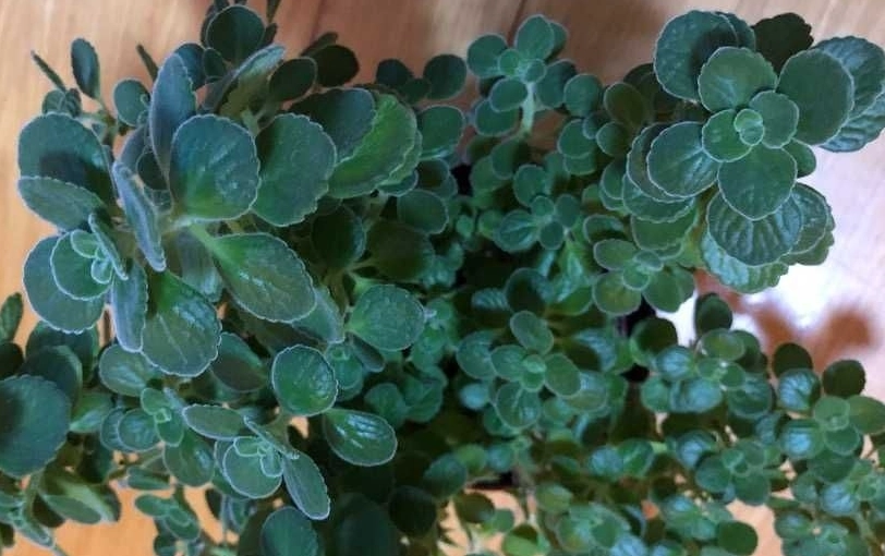 左手香治療香港腳