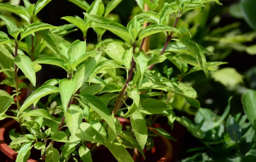 九層塔日照需求