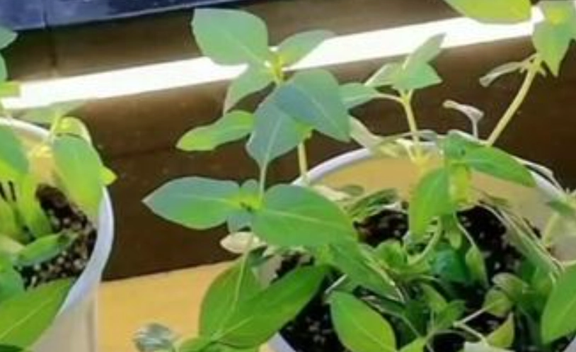 陽台種植九層塔