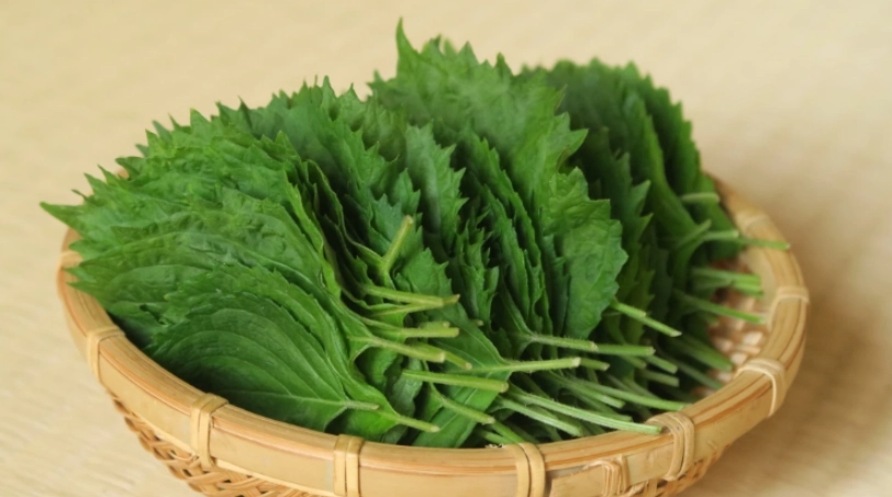 紫蘇葉使用方法
