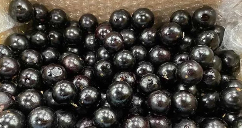 樹葡萄 葡萄 差異