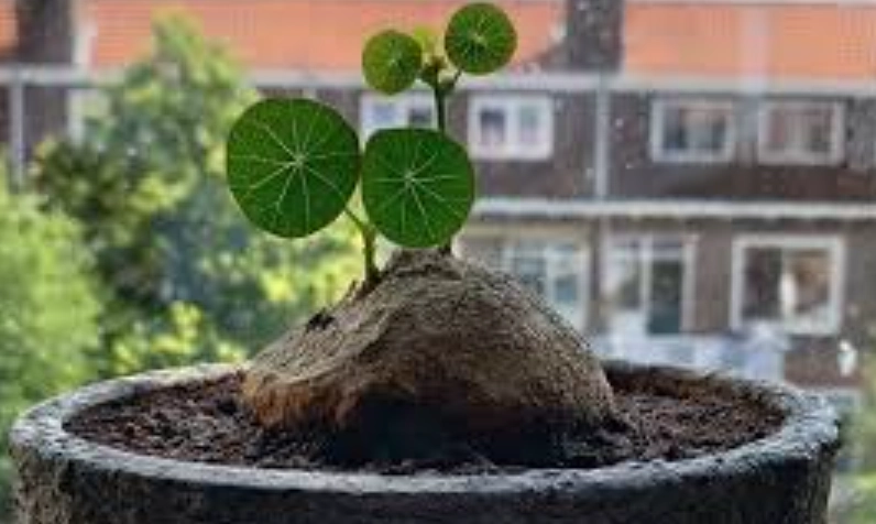 山烏龜養護方法