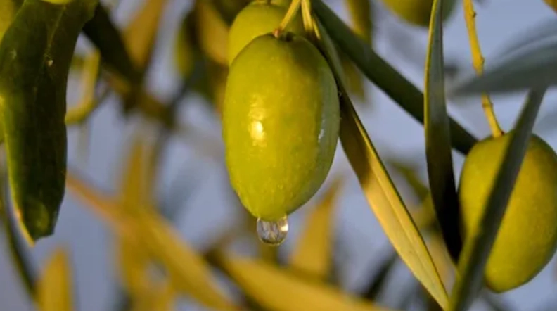 橄欖油喉嚨過敏