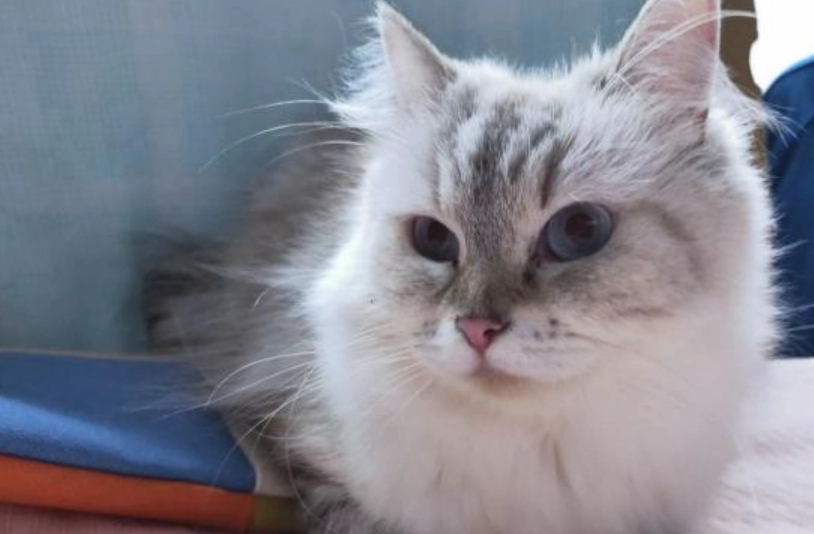 領養貓準備工作