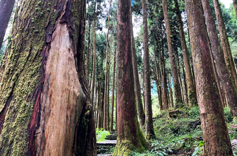 阿裡山隱藏景點