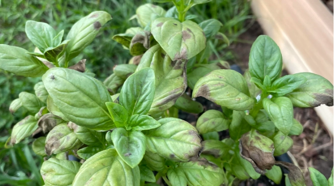 九層塔病害防治