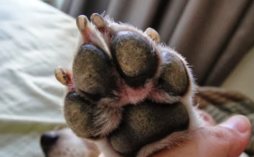 紅黴素軟膏使用方法