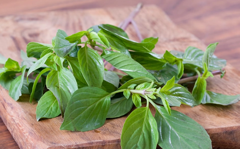 乾炒九層塔技巧