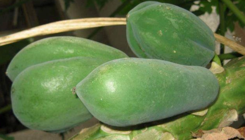 青木瓜功效中醫