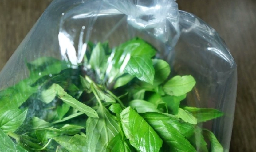 九層塔冷凍保存