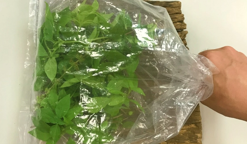 九層塔保存方法