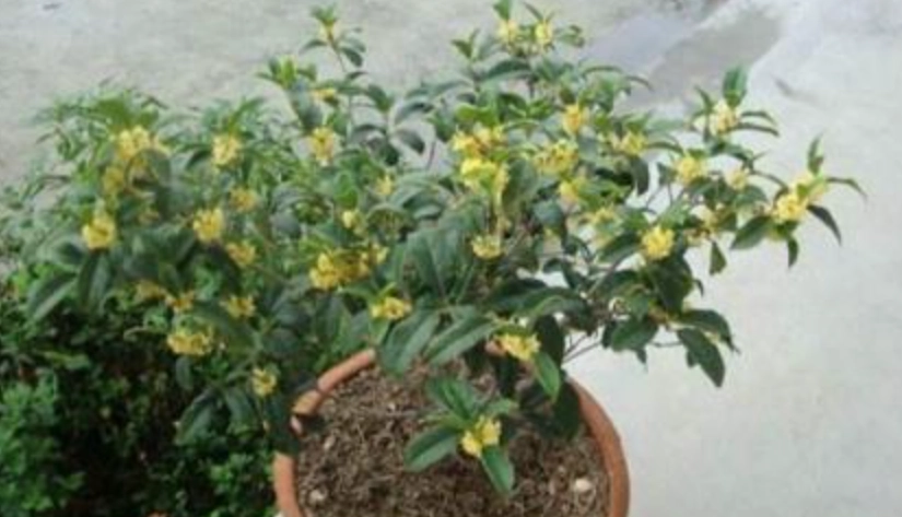 桂花種植注意事項