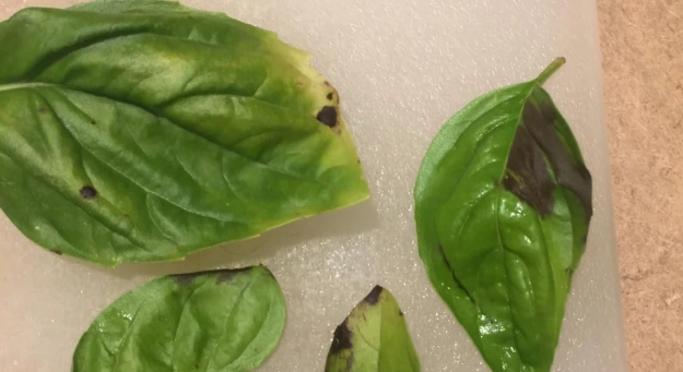 九層塔病害防治