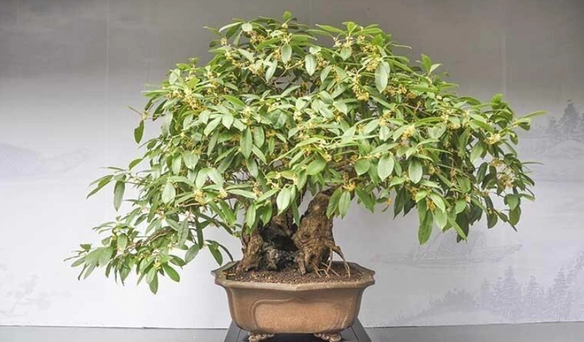 桂花種植注意事項