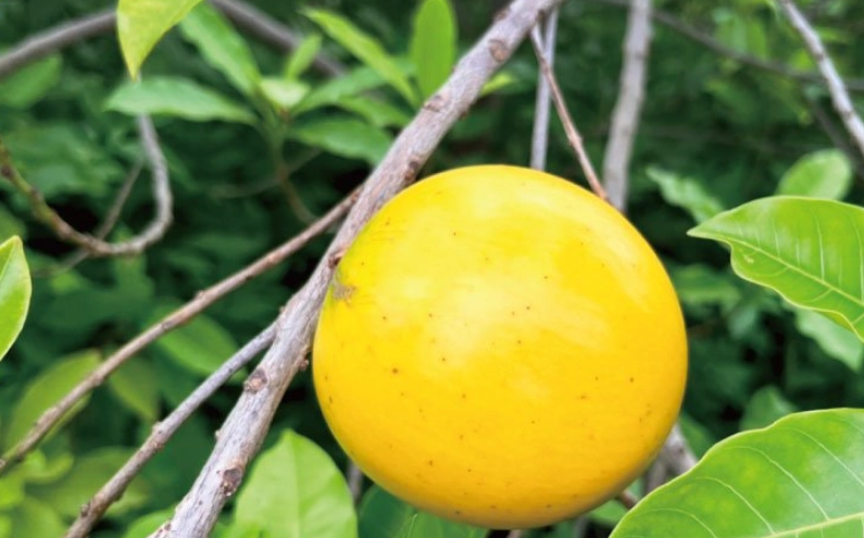 黃金果營養價值