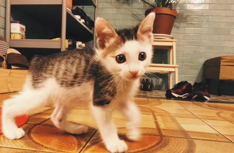 領養貓準備工作