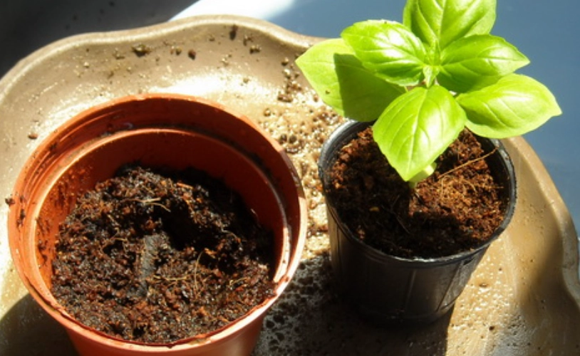 羅勒土壤配方