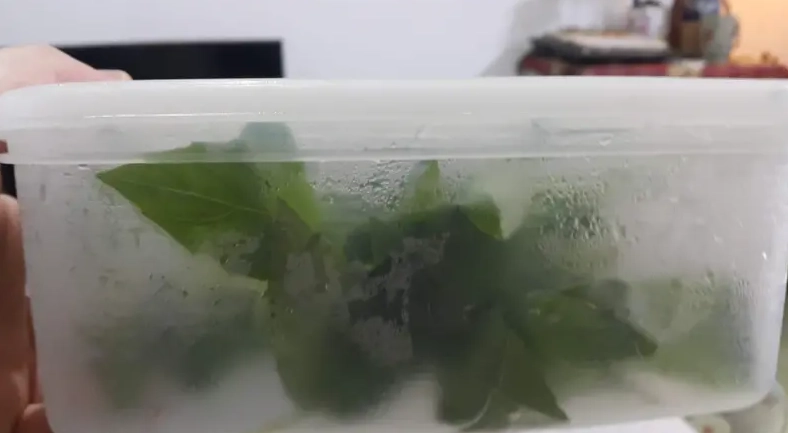 九層塔冷凍保存