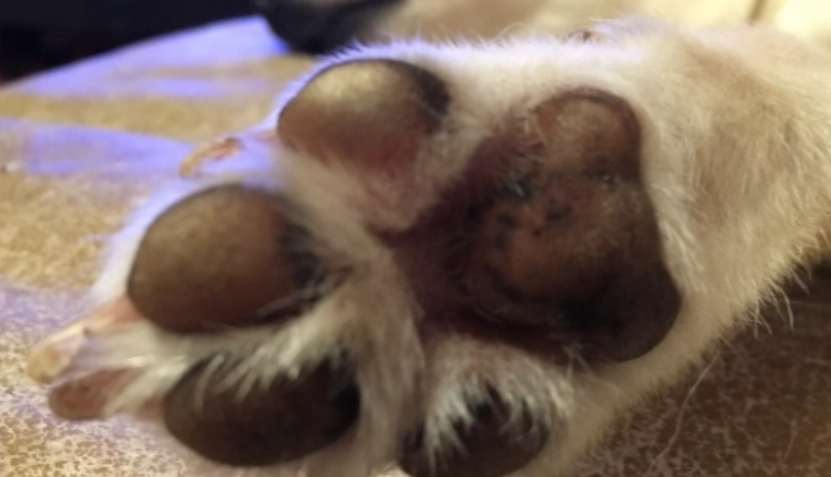 紅黴素軟膏使用方法