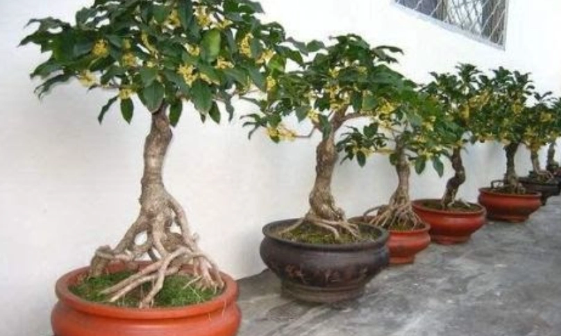 桂花種植注意事項