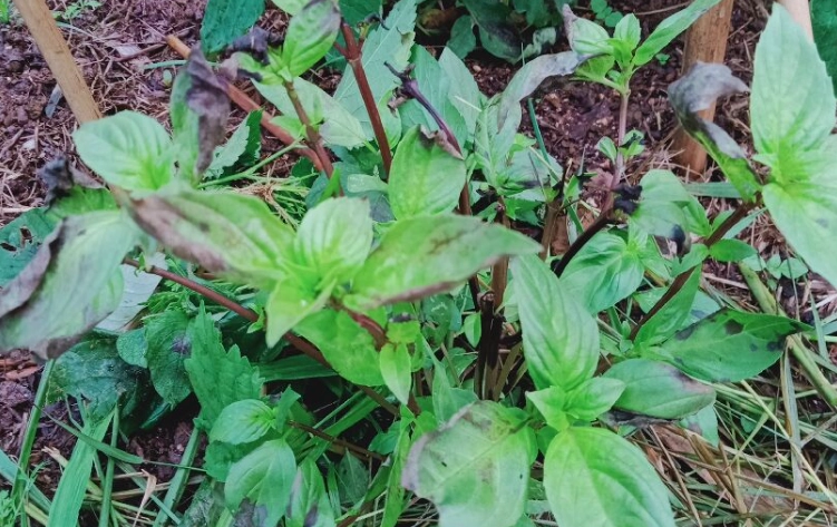 九層塔葉子發黑原因