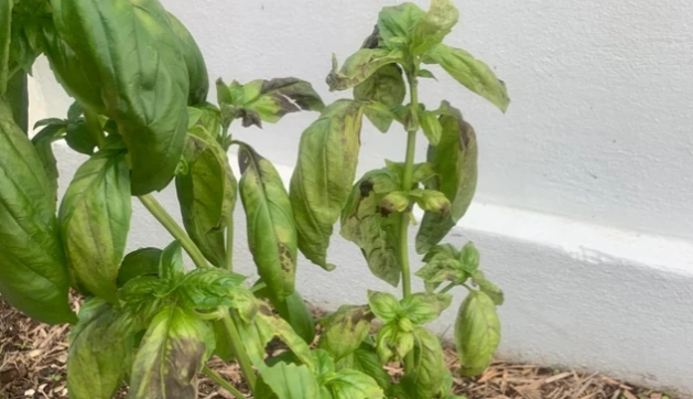 九層塔葉子發黑原因