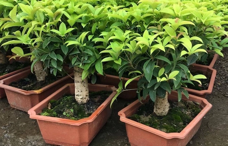 桂花種植注意事項