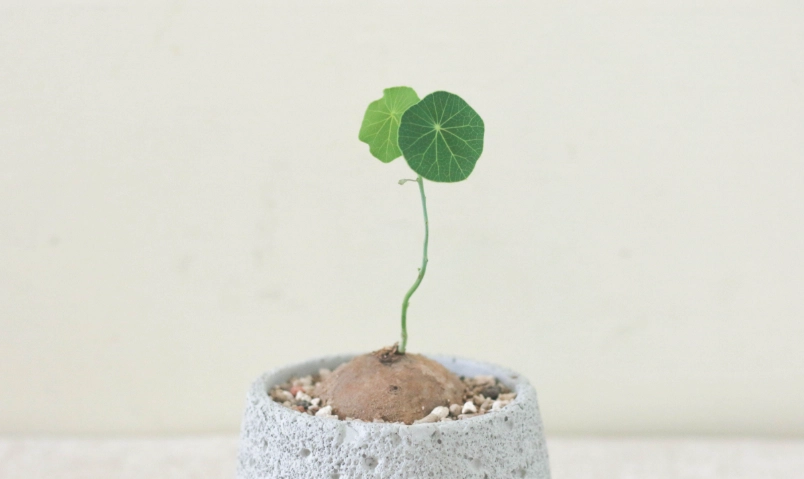 紅藤山烏龜特徵