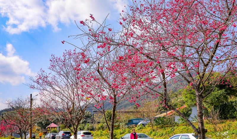 宜蘭賞櫻
