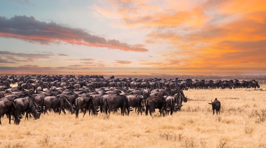 動物大遷徙最佳時間