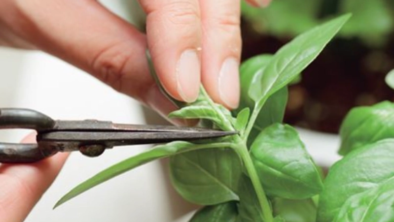 九層塔剪枝方法