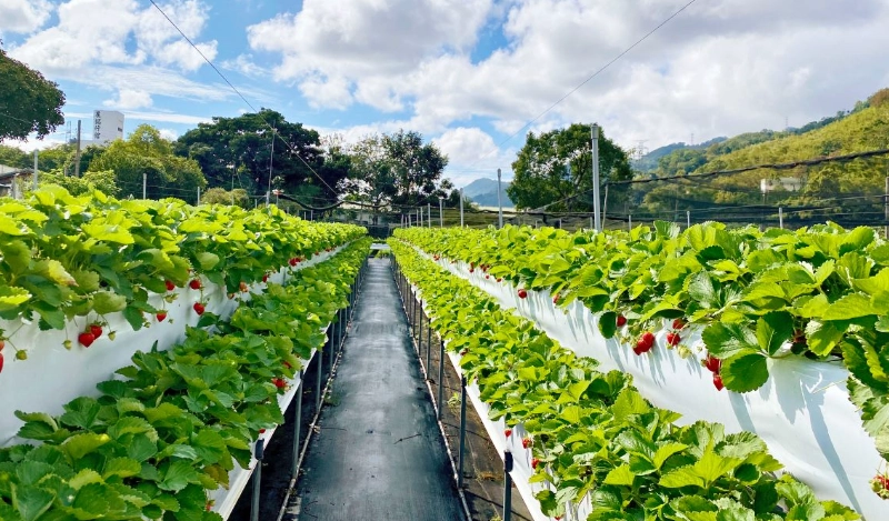 高架草莓園