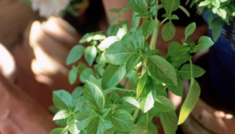 九層塔剪枝方法