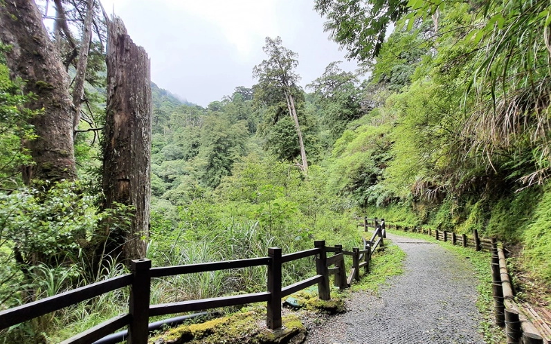 拉拉山神木群步道