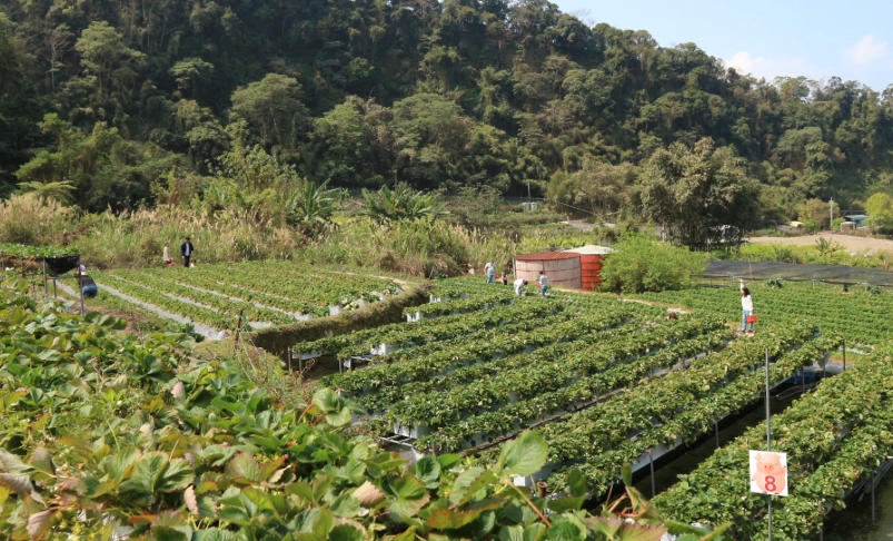 大湖草莓園