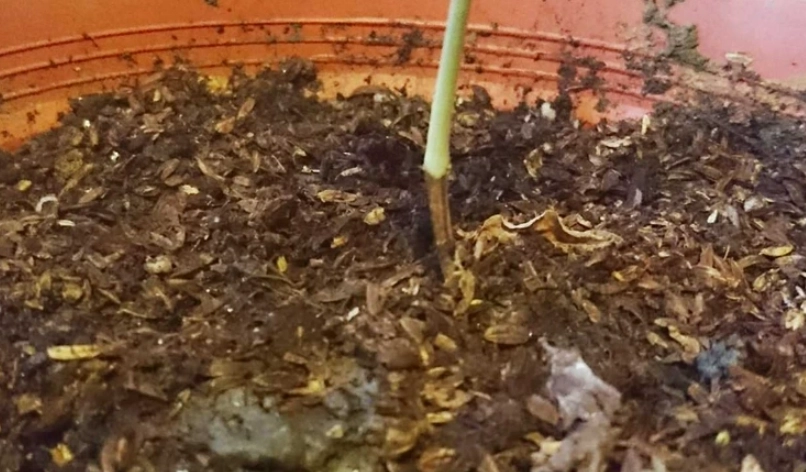 九層塔 用什麼土